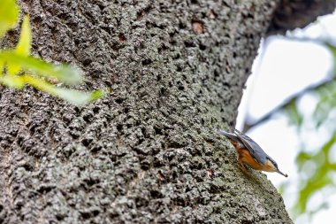 Mavi-gri sırtı ve kestane kanatlarıyla küçük çevik bir kuş. Böcekler, fındıklar ve tohumlarla beslenir. Fotoğraf Madrid, İspanya 'da çekildi..