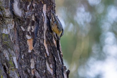 Mavi-gri sırtı ve kestane kanatlarıyla küçük çevik bir kuş. Böcekler, fındıklar ve tohumlarla beslenir. Fotoğraf Madrid, İspanya 'da çekildi..