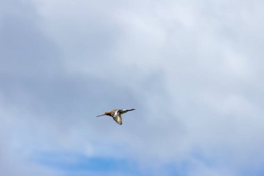 Uzun gagalı ve bacaklı zarif bir balıkçı, solucanlar, böcekler, kabuklular ve gelgit düzlüklerinde yumuşakçalarla besleniyor. Fotoğraf Bull Island Dublin 'de çekildi..