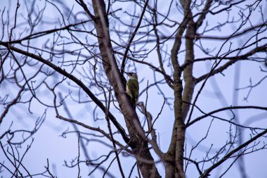 Kırmızı tacı olan parlak yeşil ağaçkakan, gülme sesiyle tanınır. Çoğunlukla yerdeki karıncalar ve diğer böceklerle beslenir. Fotoğraf: Casa de Campo Park, Madrid, İspanya.