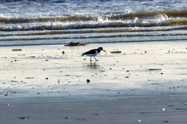 Uzun turuncu gagalı ve pembe bacaklı siyah-beyaz çizmeli. Midyelerle, midyelerle ve gelgit düzlüklerinde solucanlarla beslenir. Fotoğraf Boğa Adası, Dublin, İrlanda 'da çekildi.