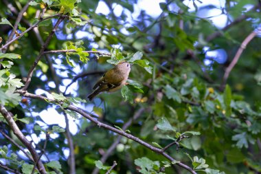 Zeytin yeşili tüylü minik bir kuş ve parlak sarı bir taç şeridi. Böceklerle ve örümceklerle besleniyor. Fotoğraf: Baldoyle Yarış Parkı, Dublin, İrlanda.