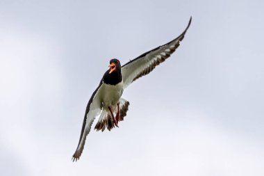 Uzun turuncu gagalı ve pembe bacaklı siyah-beyaz çizmeli. Midyelerle, midyelerle ve gelgit düzlüklerinde solucanlarla beslenir. Fotoğraf Boğa Adası, Dublin, İrlanda 'da çekildi.