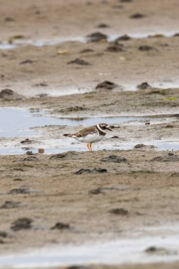 Turuncu bacaklı ve siyah göğüs bantlı küçük sahil kuşu solucanlarla, kabuklularla ve gelgit düzlükleriyle besleniyor. Fotoğraf: Bull Island, Dublin, İrlanda.
