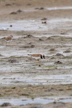 Turuncu bacaklı ve siyah göğüs bantlı küçük sahil kuşu solucanlarla, kabuklularla ve gelgit düzlükleriyle besleniyor. Fotoğraf: Bull Island, Dublin, İrlanda.