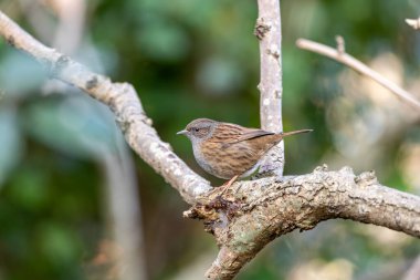 İnce çizgileri olan küçük kahverengi-gri ötücü kuş, yoğun bir örtüde böcek ve tohumlarla besleniyor. Fotoğraf: Phoenix Park, Dublin, İrlanda.