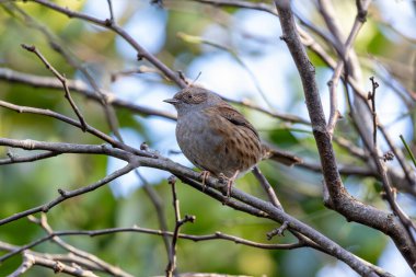İnce çizgileri olan küçük kahverengi-gri ötücü kuş, yoğun bir örtüde böcek ve tohumlarla besleniyor. Fotoğraf: Phoenix Park, Dublin, İrlanda.