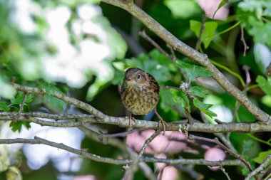 İnce çizgileri olan küçük kahverengi-gri ötücü kuş, yoğun bir örtüde böcek ve tohumlarla besleniyor. Fotoğraf: Phoenix Park, Dublin, İrlanda.