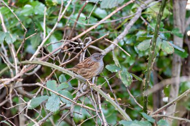 İnce çizgileri olan küçük kahverengi-gri ötücü kuş, yoğun bir örtüde böcek ve tohumlarla besleniyor. Fotoğraf: Phoenix Park, Dublin, İrlanda.