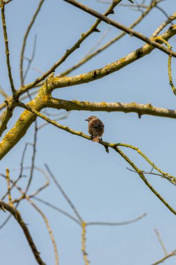 İnce çizgileri olan küçük kahverengi-gri ötücü kuş, yoğun bir örtüde böcek ve tohumlarla besleniyor. Fotoğraf: Phoenix Park, Dublin, İrlanda.
