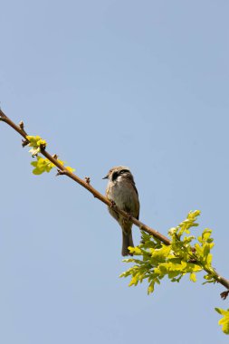 İnce çizgileri olan küçük kahverengi-gri ötücü kuş, yoğun bir örtüde böcek ve tohumlarla besleniyor. Fotoğraf: Phoenix Park, Dublin, İrlanda.