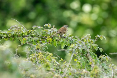 İnce çizgileri olan küçük kahverengi-gri ötücü kuş, yoğun bir örtüde böcek ve tohumlarla besleniyor. Fotoğraf: Phoenix Park, Dublin, İrlanda.