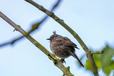 İnce çizgileri olan küçük kahverengi-gri ötücü kuş, yoğun bir örtüde böcek ve tohumlarla besleniyor. Fotoğraf: Phoenix Park, Dublin, İrlanda.