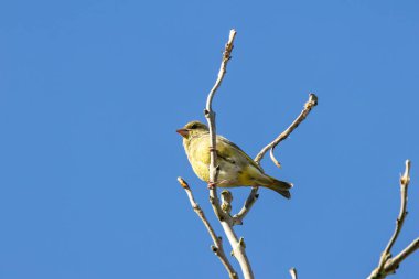 Yeşil ve sarı tonlu küçük, güçlü ispinoz kuşu. Tohumlar, tomurcuklar ve böğürtlenlerle beslenir; besleyicileri ziyaret eder. Fotoğraf Ulusal Botanik Bahçeleri, Dublin, İrlanda 'da çekildi..