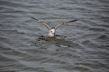 Gri kanatlı ve pembe bacaklı büyük bir martı. Omurgasızlar ve kırıntılar, her şeyi yiyen balıklar. Fotoğraf: Irelands Eye, Howth, Dublin.