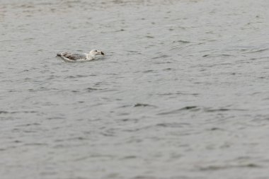 Gri kanatlı ve pembe bacaklı büyük bir martı. Omurgasızlar ve kırıntılar, her şeyi yiyen balıklar. Fotoğraf: Irelands Eye, Howth, Dublin.
