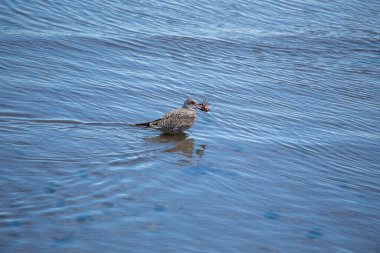 Gri kanatlı ve pembe bacaklı büyük bir martı. Omurgasızlar ve kırıntılar, her şeyi yiyen balıklar. Fotoğraf: Irelands Eye, Howth, Dublin.