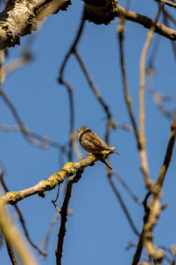Küçük kahverengi ve gri kuş, erkekten daha az işaretli. Tohumlar, böcekler ve artıklarla beslenir. Fotoğraf Howth, Dublin, İrlanda 'da çekildi.
