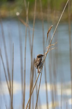 Küçük kahverengi ve gri kuş, erkekten daha az işaretli. Tohumlar, böcekler ve artıklarla beslenir. Fotoğraf Howth, Dublin, İrlanda 'da çekildi.