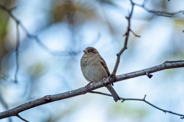 Küçük kahverengi ve gri kuş, erkekten daha az işaretli. Tohumlar, böcekler ve artıklarla beslenir. Fotoğraf Howth, Dublin, İrlanda 'da çekildi.