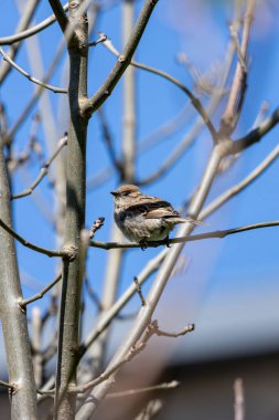 Küçük kahverengi ve gri kuş, erkekten daha az işaretli. Tohumlar, böcekler ve artıklarla beslenir. Fotoğraf Howth, Dublin, İrlanda 'da çekildi.