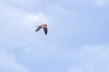 Kestane rengi sırtında uçan küçük bir şahin. Kemirgenleri ve böcekleri avlar. Fotoğraf Boğa Adası, Dublin, İrlanda 'da çekildi.