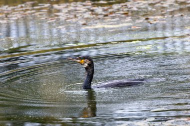 Büyük siyah gagalı su kuşu, denizde ve göllerde balık avlıyor. Fotoğraf: Irelands Eye, Howth, Dublin, İrlanda.