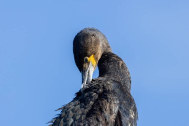 Büyük siyah gagalı su kuşu, denizde ve göllerde balık avlıyor. Fotoğraf: Irelands Eye, Howth, Dublin, İrlanda.