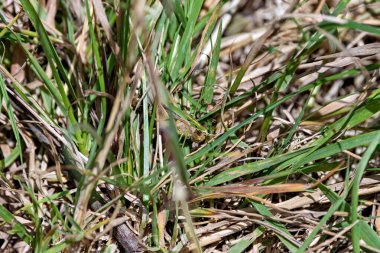 Çimen ve bitkilerle beslenen yeşil gövdeli bir çekirge. Turvey Doğa Koruma Alanı Dublin İrlanda 'da çekilmiştir.