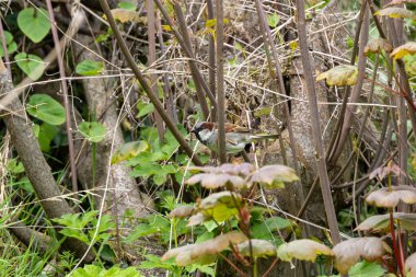Tohum ve böceklerle beslenen kestane rengi ve gri tüylü yetişkin erkek serçeler. Fotoğraf: Bull Island, Dublin, İrlanda.