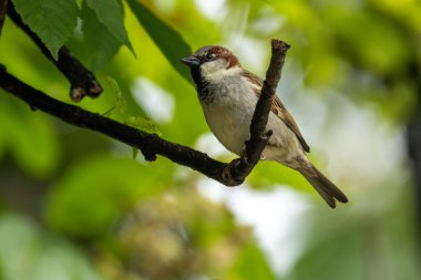 Tohum ve böceklerle beslenen kestane rengi ve gri tüylü yetişkin erkek serçeler. Fotoğraf: Bull Island, Dublin, İrlanda.