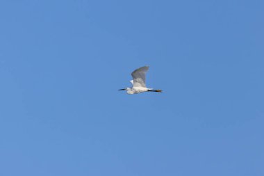 İnce siyah gagalı ve narin tüyleri olan küçük beyaz bir balıkçıl. Sığ kıyı sularında balık amfibileri ve su omurgasızlarını yer. Fotoğraf Bull Island Dublin İrlanda 'da çekildi