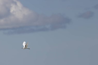 İnce siyah gagalı ve narin tüyleri olan küçük beyaz bir balıkçıl. Sığ kıyı sularında balık amfibileri ve su omurgasızlarını yer. Fotoğraf Bull Island Dublin İrlanda 'da çekildi