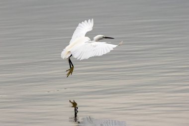 İnce siyah gagalı ve narin tüyleri olan küçük beyaz bir balıkçıl. Sığ kıyı sularında balık amfibileri ve su omurgasızlarını yer. Fotoğraf Bull Island Dublin İrlanda 'da çekildi