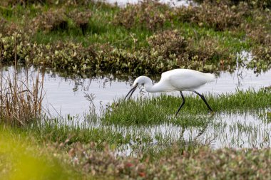 İnce siyah gagalı ve narin tüyleri olan küçük beyaz bir balıkçıl. Sığ kıyı sularında balık amfibileri ve su omurgasızlarını yer. Fotoğraf Bull Island Dublin İrlanda 'da çekildi