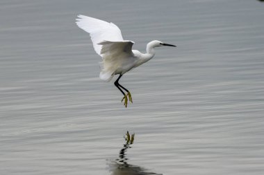 İnce siyah gagalı ve narin tüyleri olan küçük beyaz bir balıkçıl. Sığ kıyı sularında balık amfibileri ve su omurgasızlarını yer. Fotoğraf Bull Island Dublin İrlanda 'da çekildi