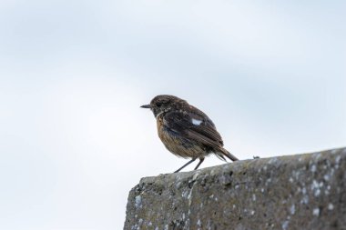 Dişi Avrupalı Taş Şapka, küçük kahverengi ve turuncu gezgin, böcek ve örümceklerle beslenir. Boğa Adası Dublin İrlanda 'da çekilmiş bir fotoğraf. Kıyı bataklığı ve kumul yaşam alanını gösteriyor..