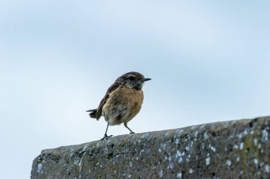 Dişi Avrupalı Taş Şapka, küçük kahverengi ve turuncu gezgin, böcek ve örümceklerle beslenir. Boğa Adası Dublin İrlanda 'da çekilmiş bir fotoğraf. Kıyı bataklığı ve kumul yaşam alanını gösteriyor..