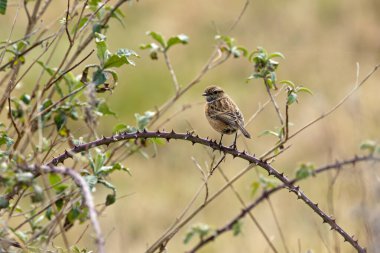 Dişi Avrupalı Taş Şapka, küçük kahverengi ve turuncu gezgin, böcek ve örümceklerle beslenir. Boğa Adası Dublin İrlanda 'da çekilmiş bir fotoğraf. Kıyı bataklığı ve kumul yaşam alanını gösteriyor..