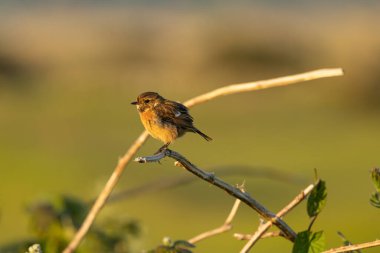 Dişi Avrupalı Taş Şapka, küçük kahverengi ve turuncu gezgin, böcek ve örümceklerle beslenir. Boğa Adası Dublin İrlanda 'da çekilmiş bir fotoğraf. Kıyı bataklığı ve kumul yaşam alanını gösteriyor..