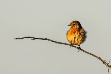 Dişi Avrupalı Taş Şapka, küçük kahverengi ve turuncu gezgin, böcek ve örümceklerle beslenir. Boğa Adası Dublin İrlanda 'da çekilmiş bir fotoğraf. Kıyı bataklığı ve kumul yaşam alanını gösteriyor..