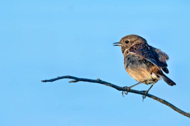 Dişi Avrupalı Taş Şapka, küçük kahverengi ve turuncu gezgin, böcek ve örümceklerle beslenir. Boğa Adası Dublin İrlanda 'da çekilmiş bir fotoğraf. Kıyı bataklığı ve kumul yaşam alanını gösteriyor..