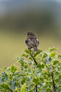 Juvenile European Stonechat, benekli kahverengi tüylü, böcek ve örümceklerle besleniyor. Fotoğraf Boğa Adası Dublin İrlanda 'da kıyıdaki otlaklarda ve kum tepelerinde çekilmiştir..