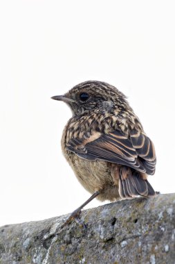 Juvenile European Stonechat, benekli kahverengi tüylü, böcek ve örümceklerle besleniyor. Fotoğraf Boğa Adası Dublin İrlanda 'da kıyıdaki otlaklarda ve kum tepelerinde çekilmiştir..