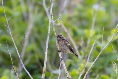 Juvenile European Stonechat, benekli kahverengi tüylü, böcek ve örümceklerle besleniyor. Fotoğraf Boğa Adası Dublin İrlanda 'da kıyıdaki otlaklarda ve kum tepelerinde çekilmiştir..