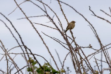Juvenile European Stonechat, benekli kahverengi tüylü, böcek ve örümceklerle besleniyor. Fotoğraf Boğa Adası Dublin İrlanda 'da kıyıdaki otlaklarda ve kum tepelerinde çekilmiştir..