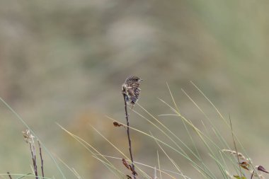 Juvenile European Stonechat, benekli kahverengi tüylü, böcek ve örümceklerle besleniyor. Fotoğraf Boğa Adası Dublin İrlanda 'da kıyıdaki otlaklarda ve kum tepelerinde çekilmiştir..