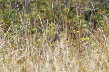 Juvenile European Stonechat, benekli kahverengi tüylü, böcek ve örümceklerle besleniyor. Fotoğraf Boğa Adası Dublin İrlanda 'da kıyıdaki otlaklarda ve kum tepelerinde çekilmiştir..
