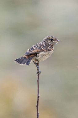 Juvenile European Stonechat, benekli kahverengi tüylü, böcek ve örümceklerle besleniyor. Fotoğraf Boğa Adası Dublin İrlanda 'da kıyıdaki otlaklarda ve kum tepelerinde çekilmiştir..