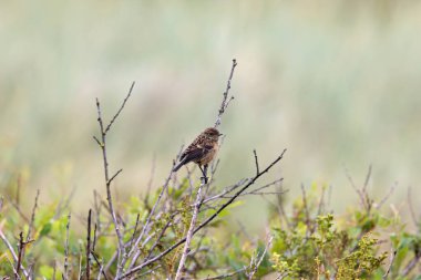 Juvenile European Stonechat, benekli kahverengi tüylü, böcek ve örümceklerle besleniyor. Fotoğraf Boğa Adası Dublin İrlanda 'da kıyıdaki otlaklarda ve kum tepelerinde çekilmiştir..